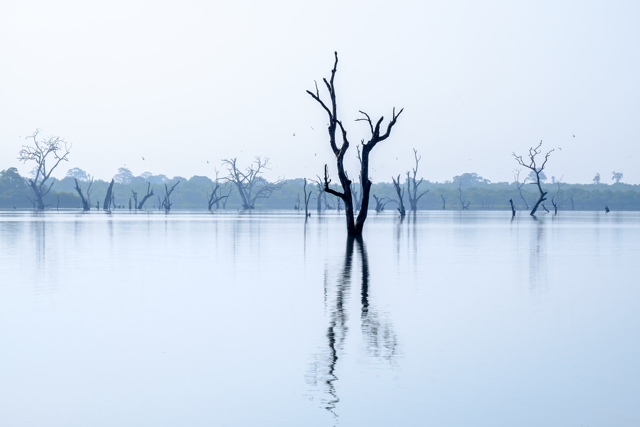 Fujifilm X-E2 sample photo. Submerged trees, udawalawe, sri lanka photography