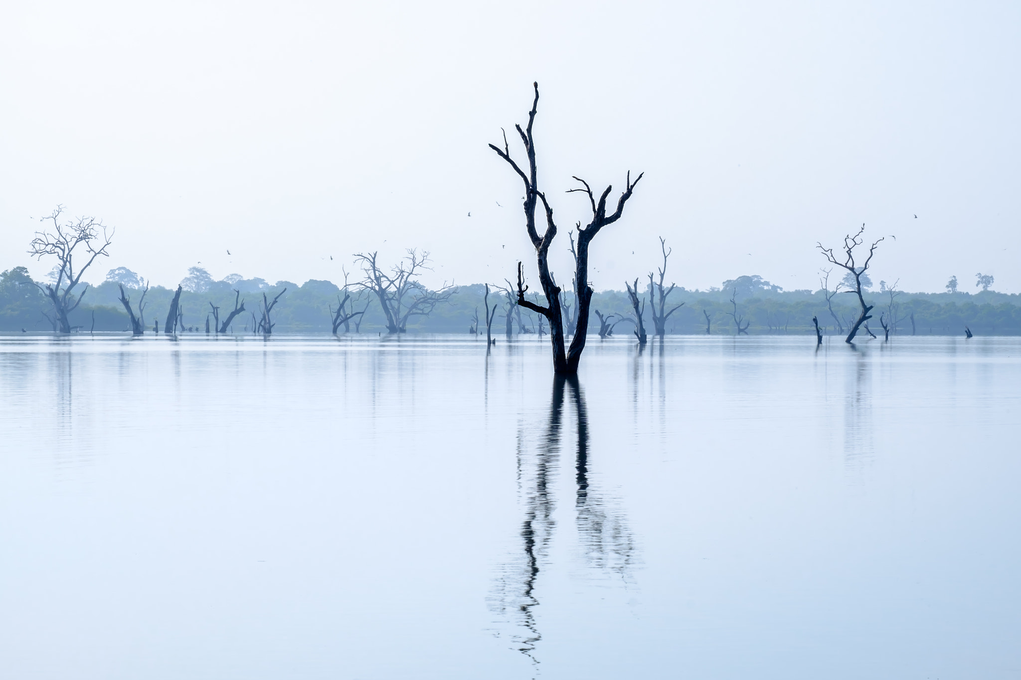 Fujifilm X-E2 + Fujifilm XF 55-200mm F3.5-4.8 R LM OIS sample photo. Submerged trees, udawalawe, sri lanka photography