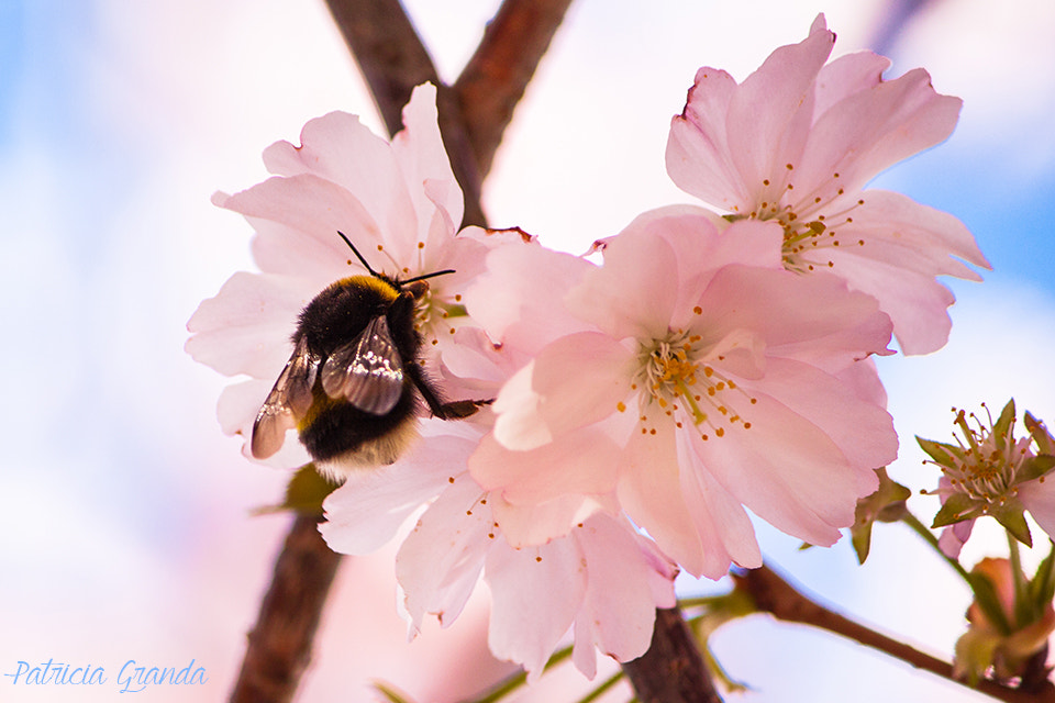 Canon EF-S 55-250mm F4-5.6 IS sample photo. Flowers and bee photography