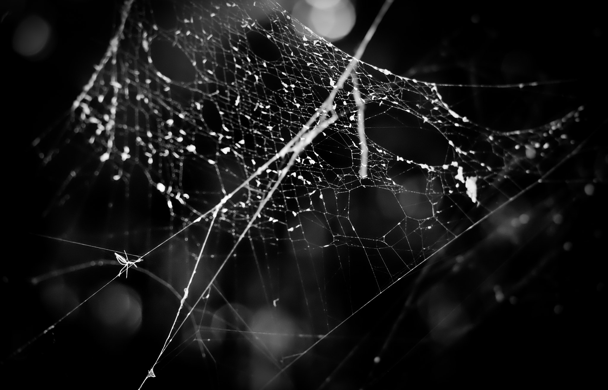 Fujifilm X-T10 sample photo. The dark web photography