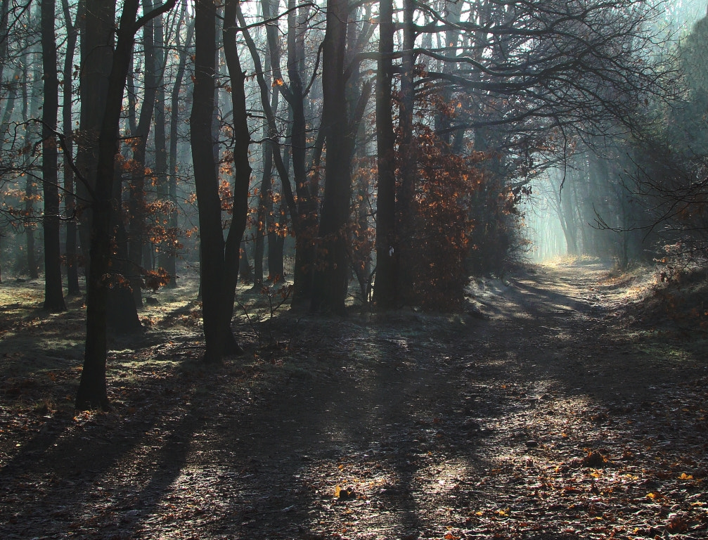 Sony DSC-H7 sample photo. Morning forest photography