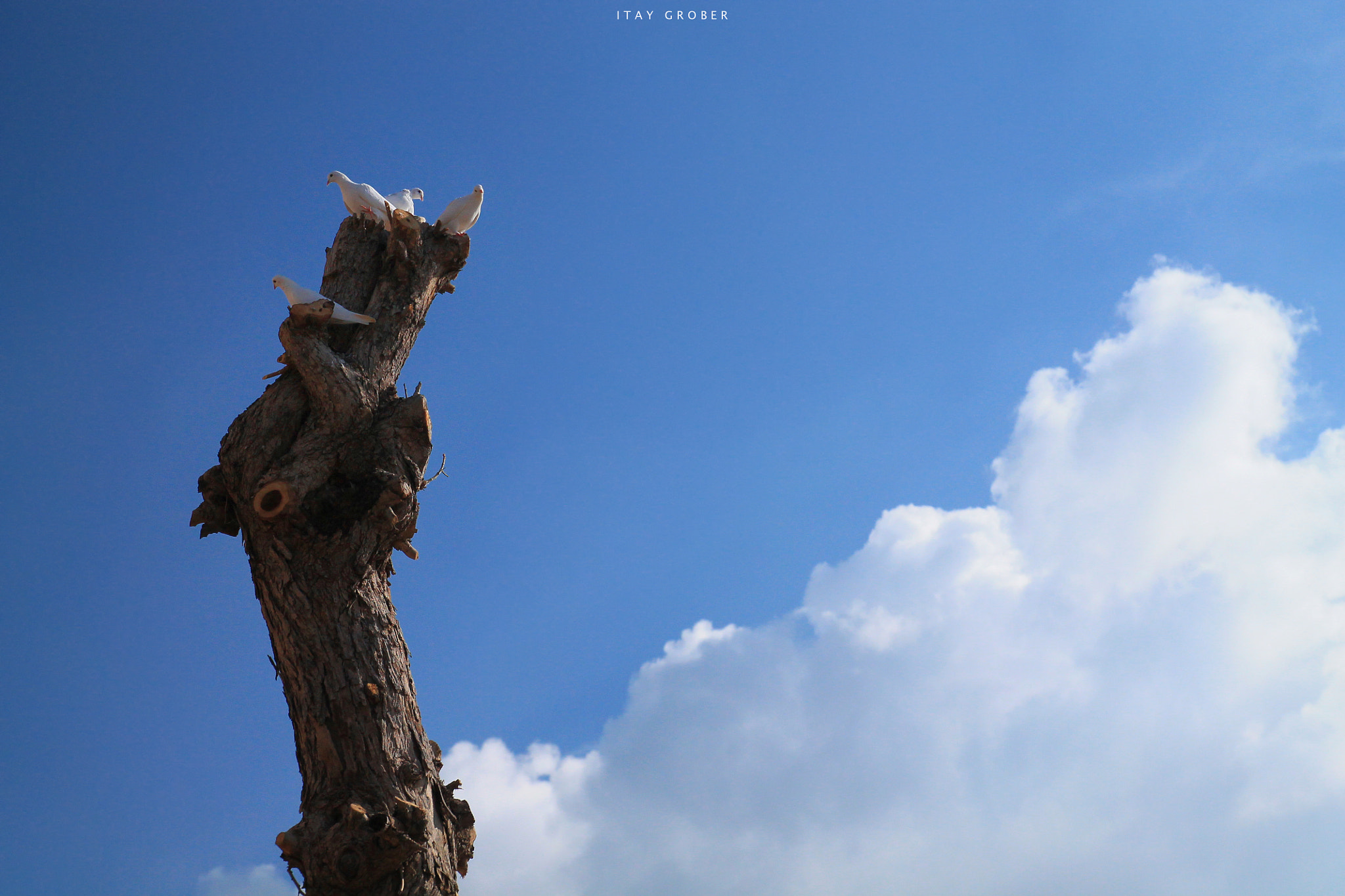 Canon EF-S 17-55mm F2.8 IS USM sample photo. White piegons #2 photography