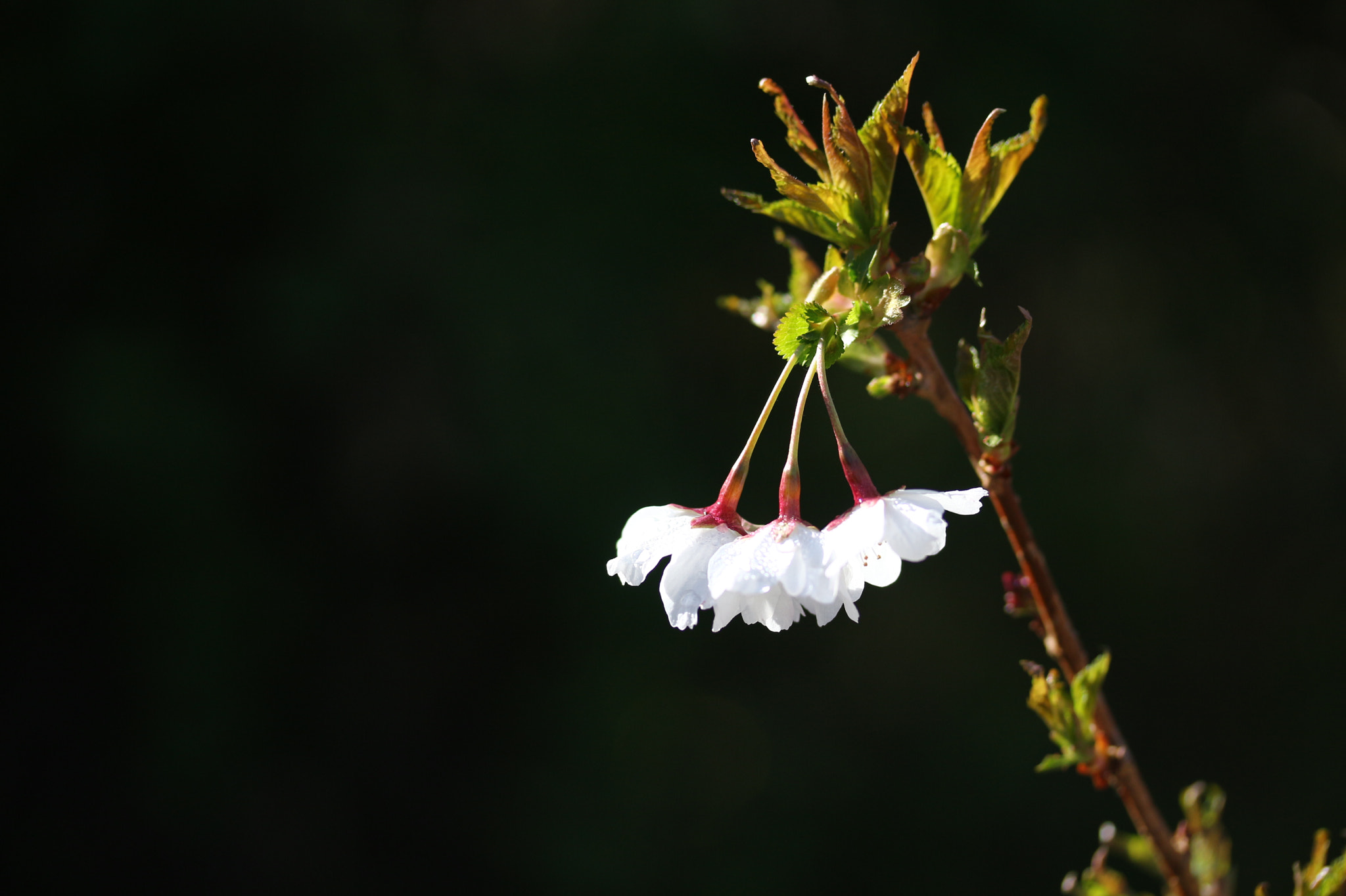 Canon EF-S 60mm F2.8 Macro USM sample photo. White on black photography