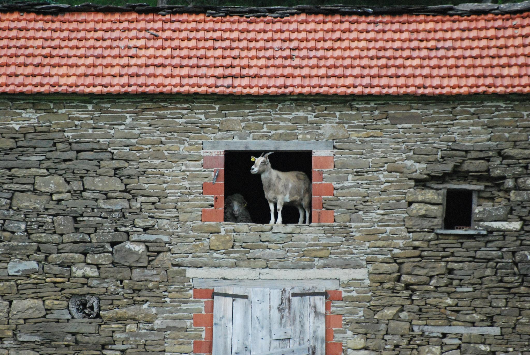 Nikon D60 sample photo. At the window photography