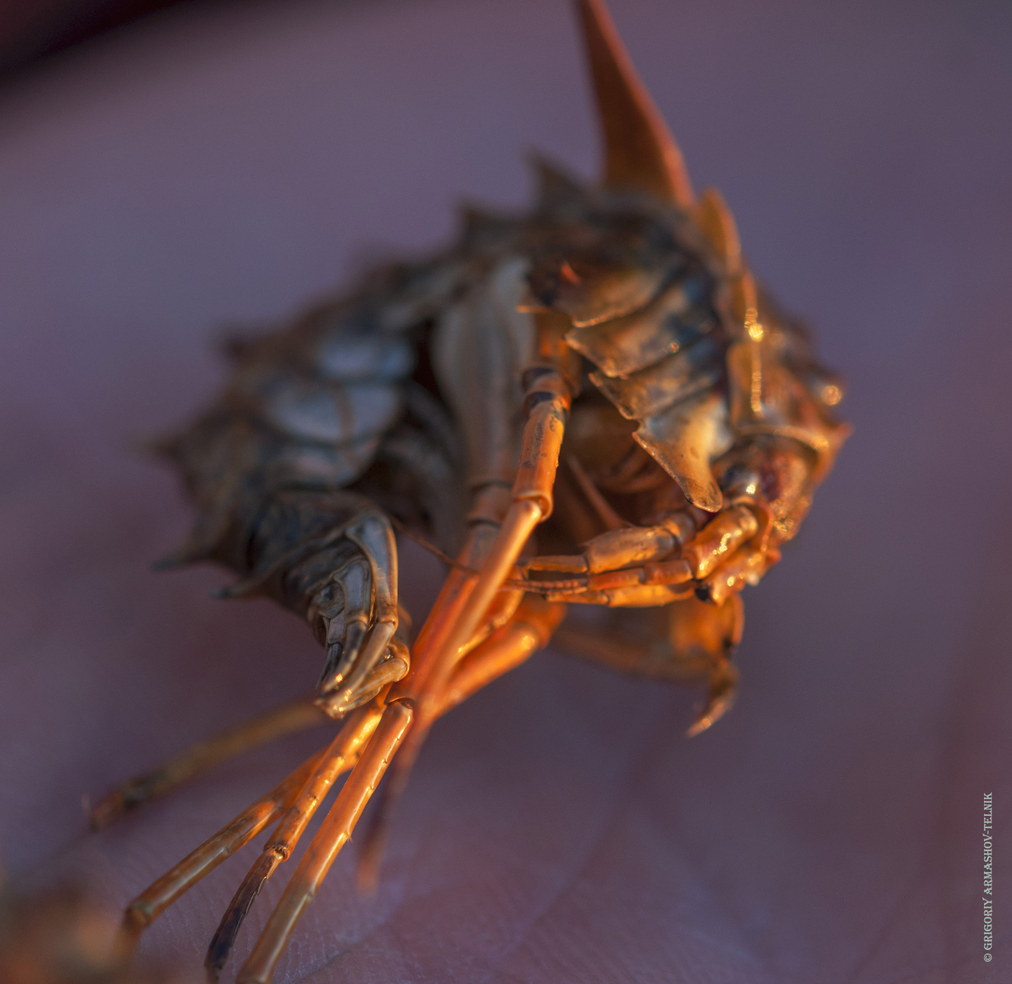 Sigma 105mm F2.8 EX DG OS HSM sample photo. Amphipoda photography
