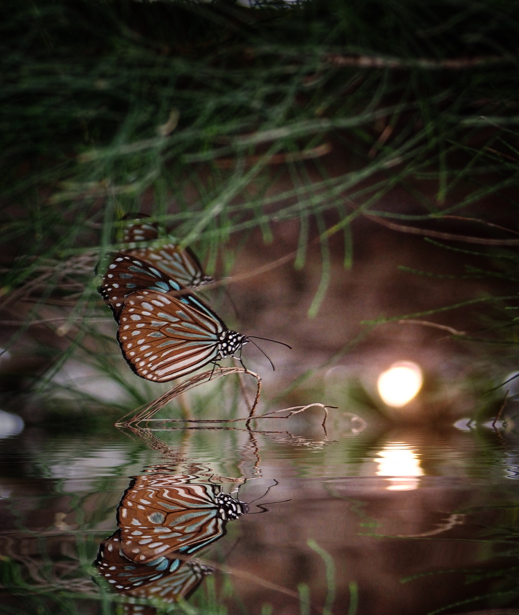 Olympus OM-D E-M1 sample photo. Flutter by little butterfly photography