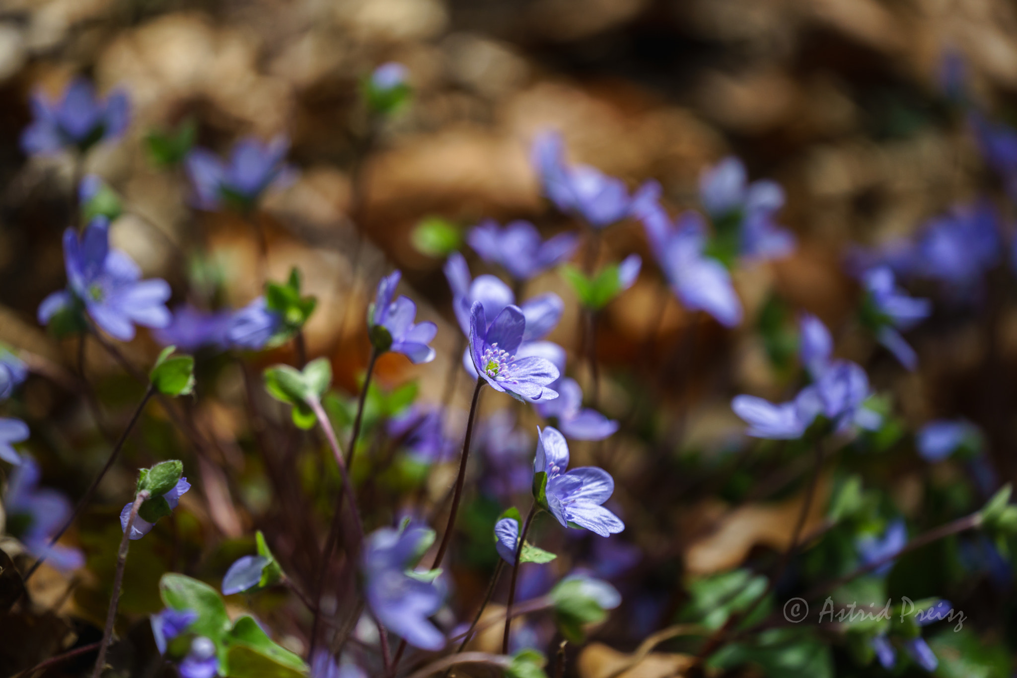 Sony a7 II + Sony FE 70-300mm F4.5-5.6 G OSS sample photo. Dsc photography