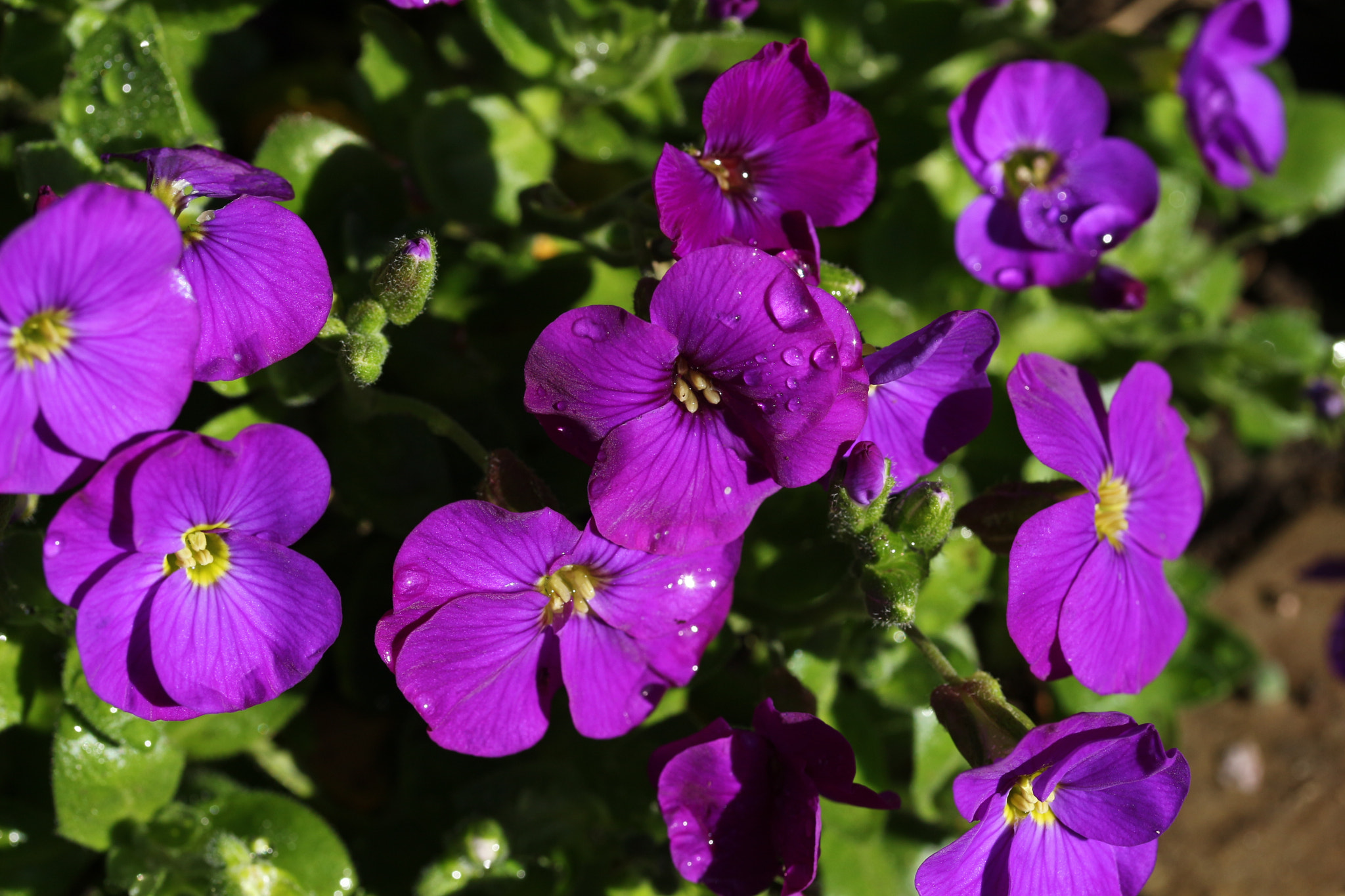 Canon EF-S 60mm F2.8 Macro USM sample photo. Img photography
