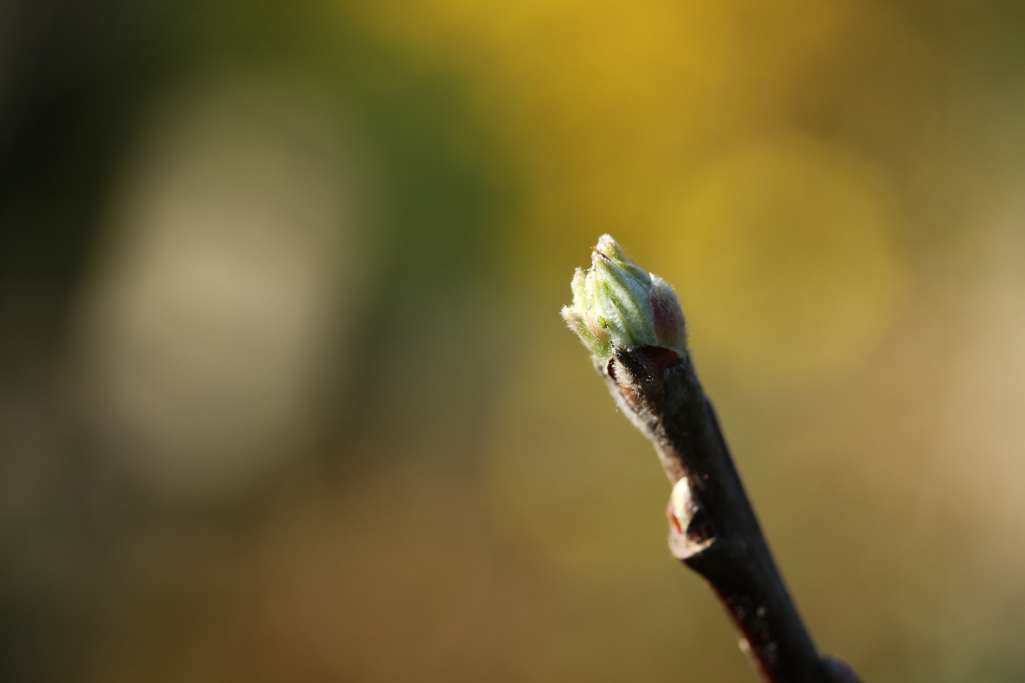 Canon EF-S 60mm F2.8 Macro USM sample photo. Img photography