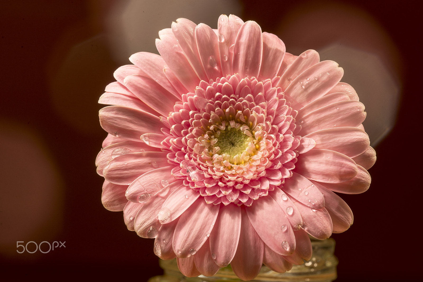 Sigma 105mm F2.8 EX DG OS HSM sample photo. Pink photography