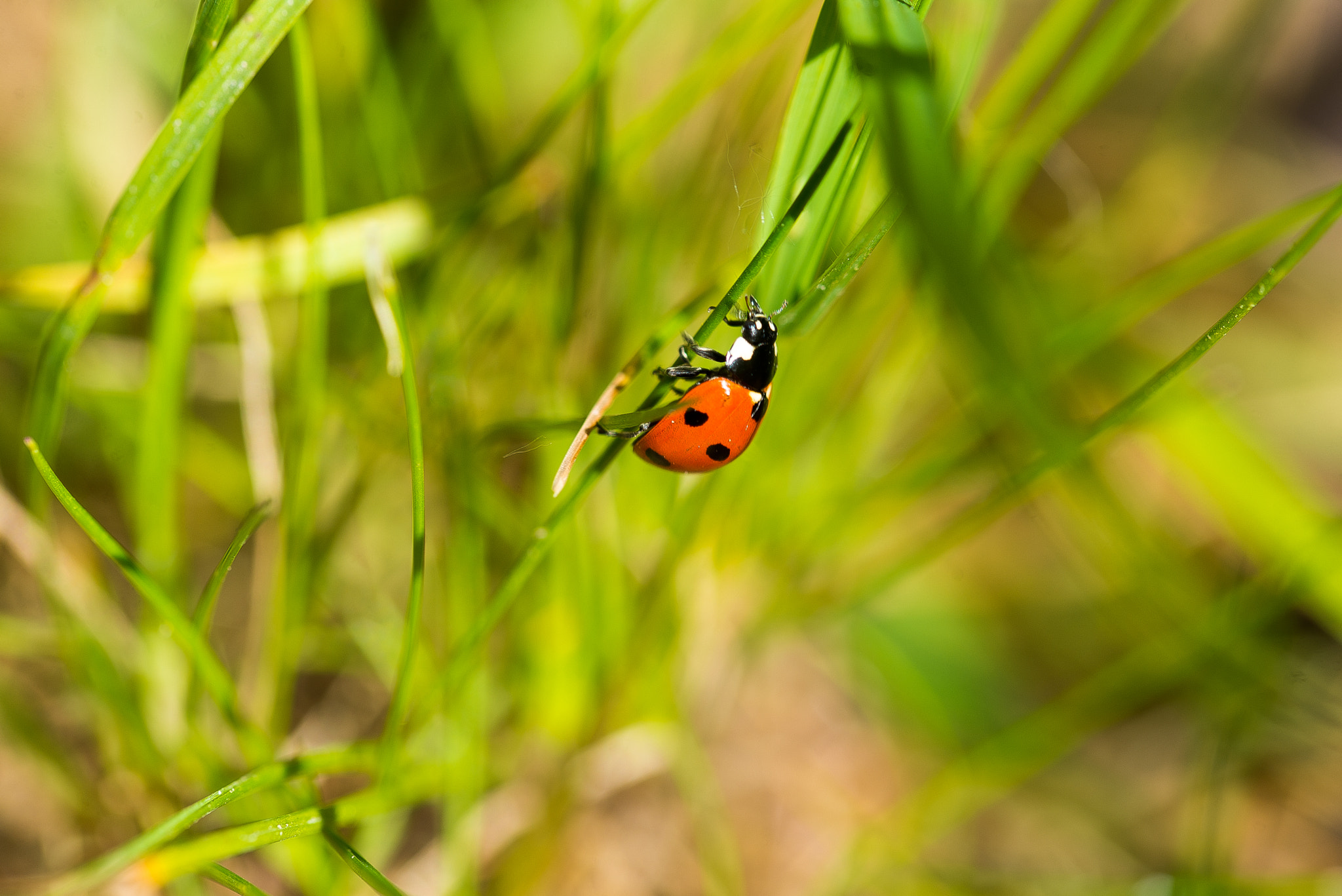 Sigma 105mm F2.8 EX DG OS HSM sample photo. Ladybird photography