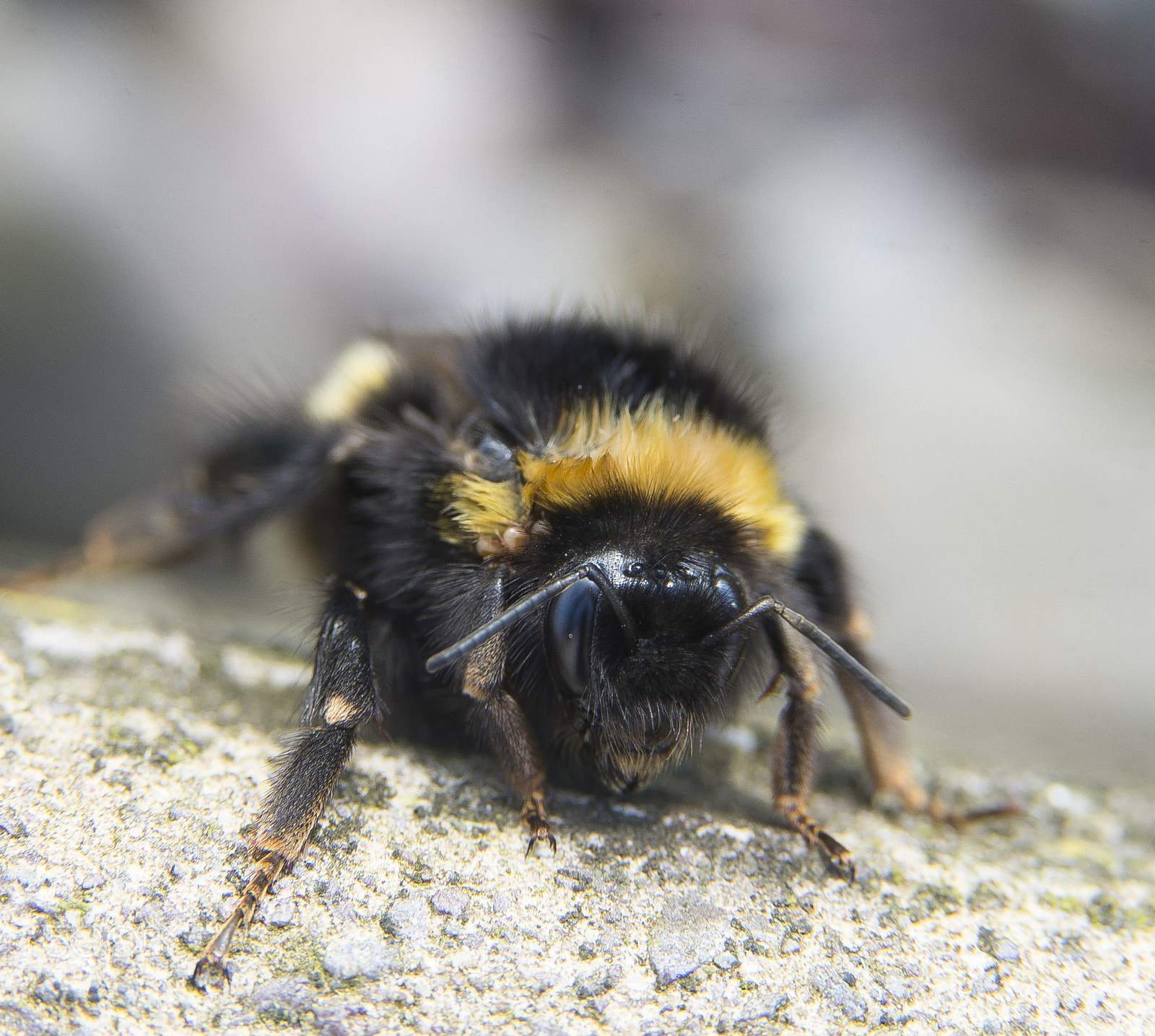 Sigma 105mm F2.8 EX DG OS HSM sample photo. Bee photography