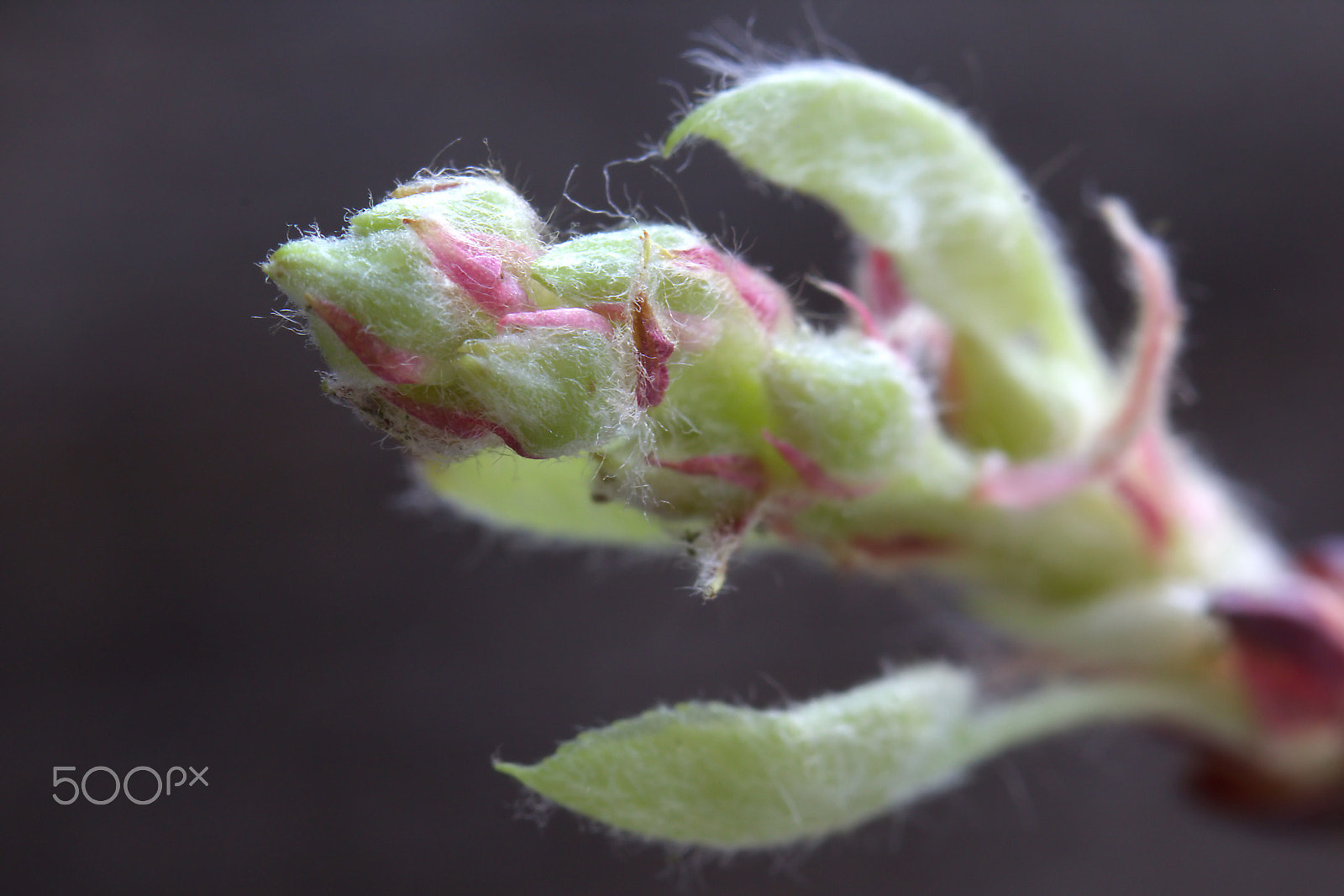 Canon EOS 60D + Canon EF 100mm F2.8 Macro USM sample photo. Serviceberry blossom photography