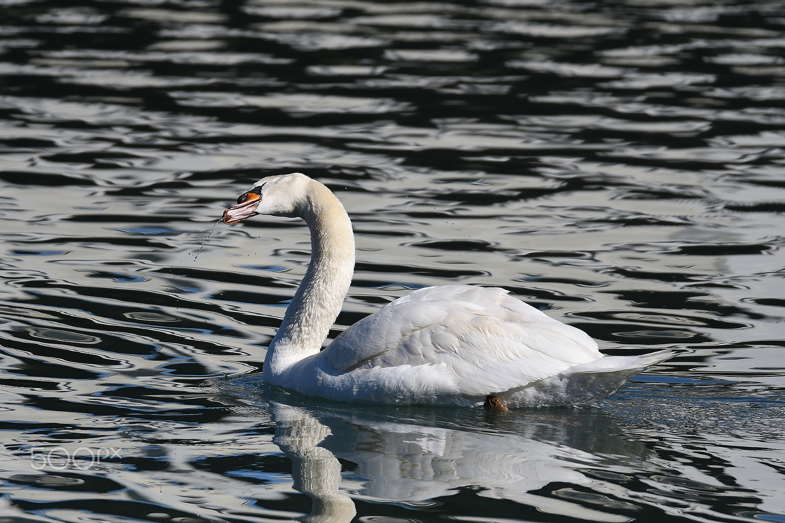 Nikon D500 sample photo. Bianco grigio photography