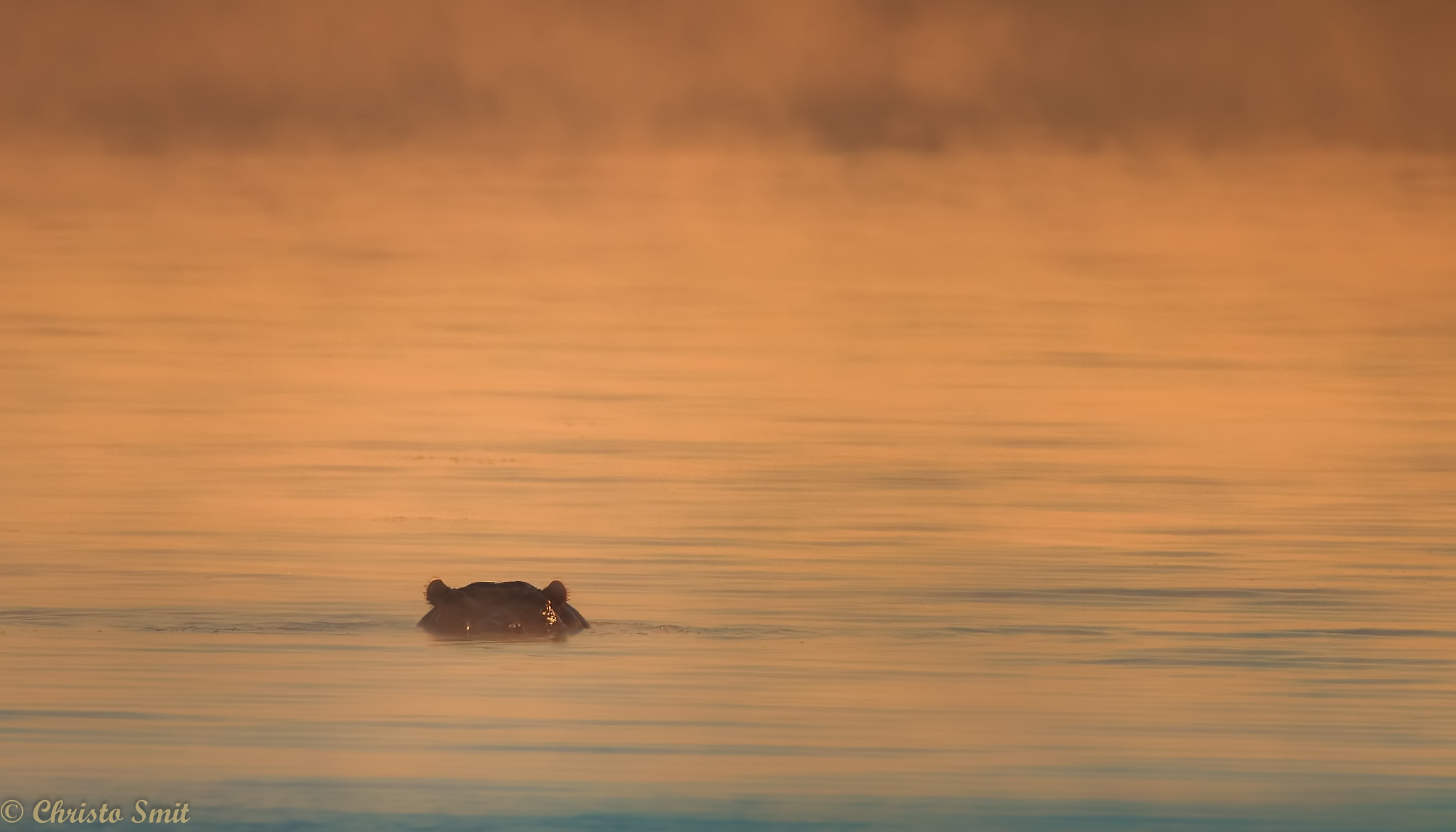 Tamron SP 150-600mm F5-6.3 Di VC USD sample photo. Peeking through the mist photography