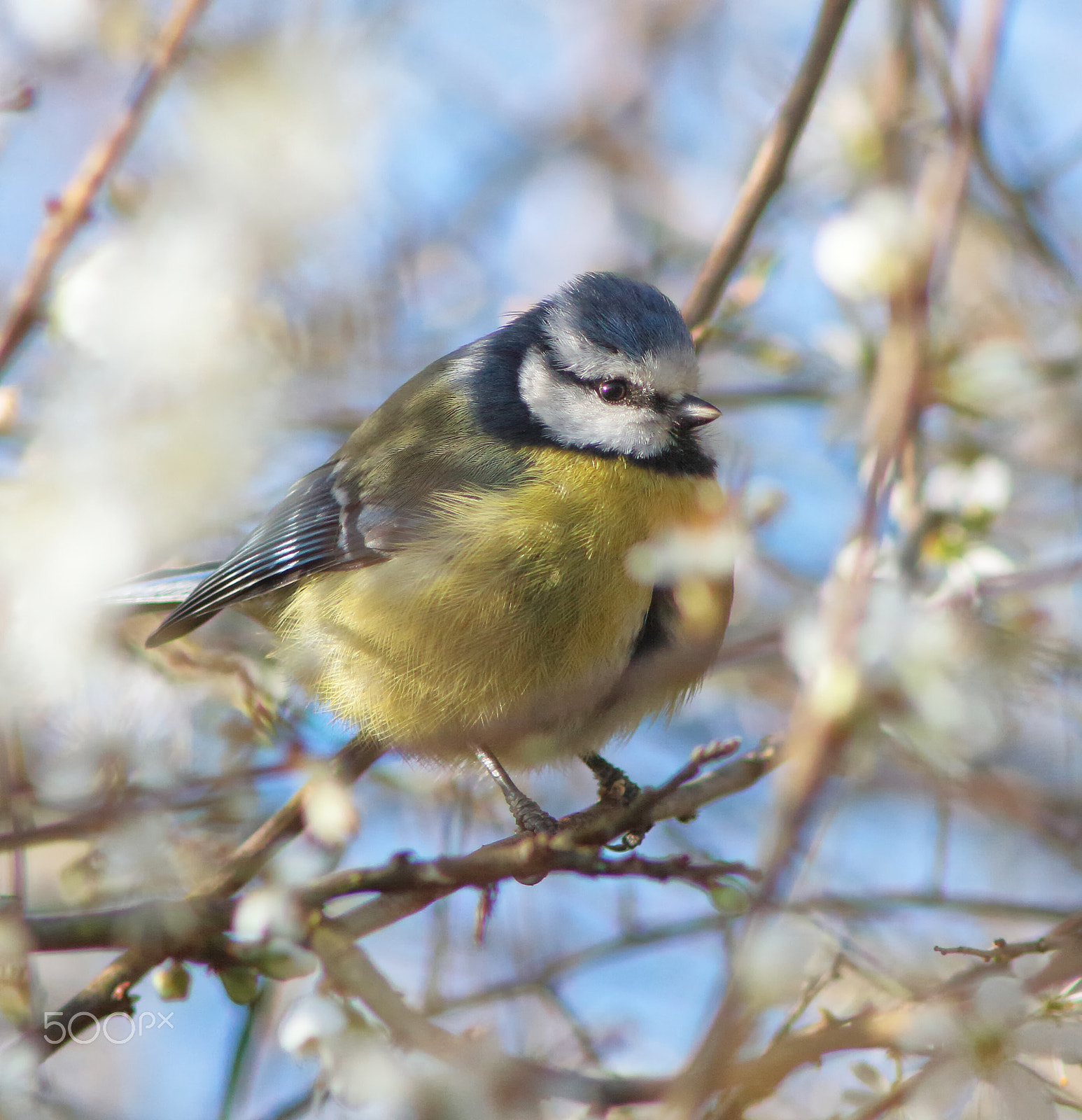 Canon EF 200mm f/2.8L II + 2x sample photo. Blue tit in blossom photography