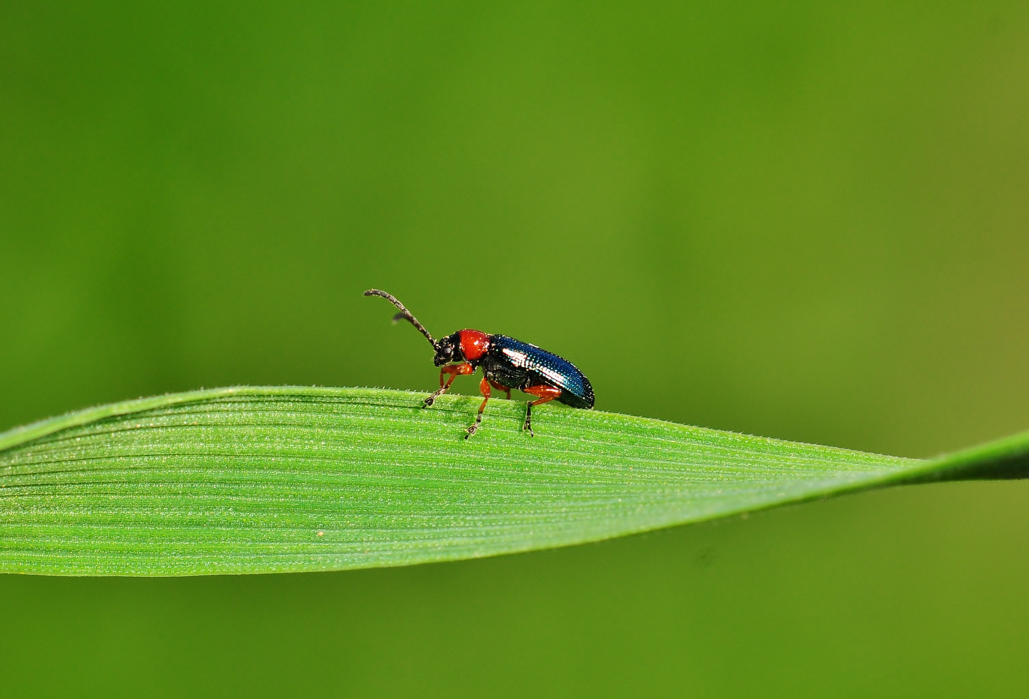 Nikon D300 sample photo. Wheat leaf beetle basking on the sun photography