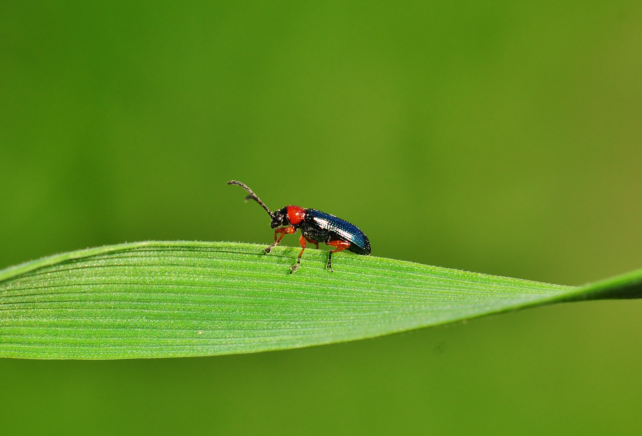Nikon AF-S Micro-Nikkor 105mm F2.8G IF-ED VR sample photo. Wheat leaf beetle basking on the sun photography