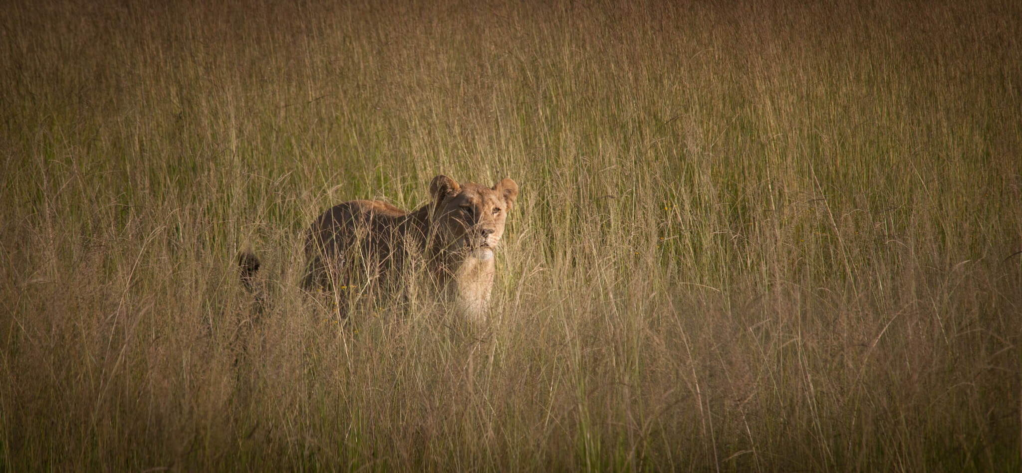 Canon EOS 5D + Canon EF 75-300mm F4.0-5.6 IS USM sample photo. The lioness in the bush photography