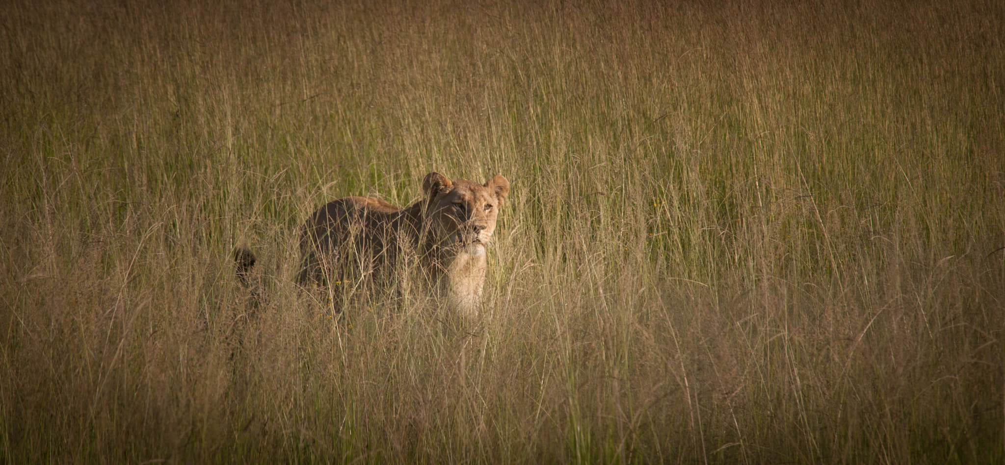 Canon EF 75-300mm F4.0-5.6 IS USM sample photo. The lioness in the bush photography