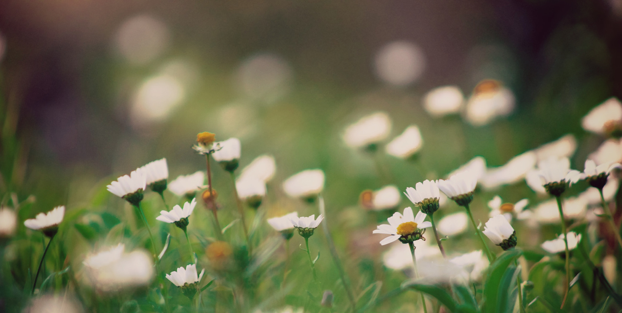 Canon EF 75-300mm f/4-5.6 USM sample photo. Soft photography
