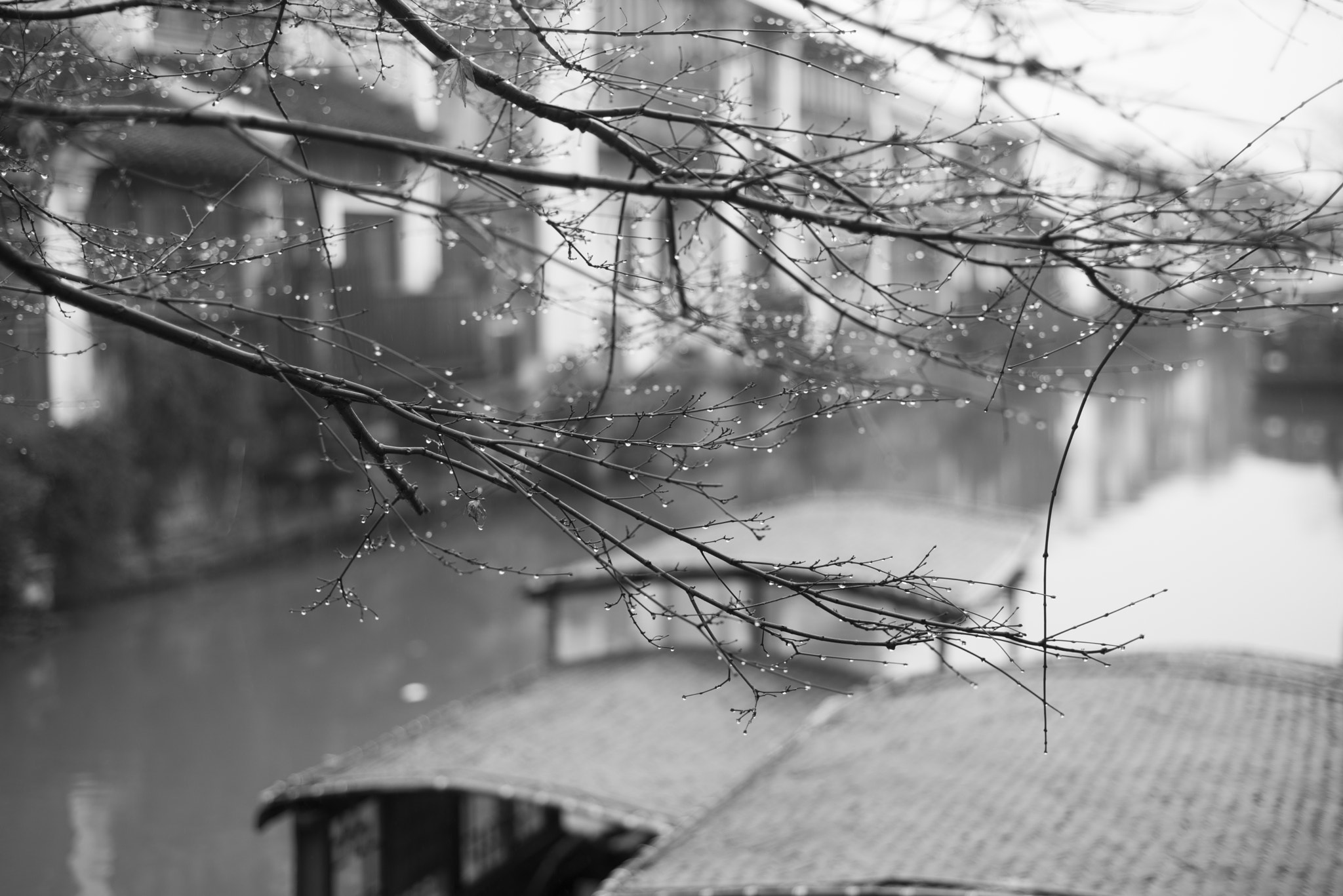 Nikon D610 + Nikon AF Nikkor 50mm F1.8D sample photo. 凄冷江南 photography