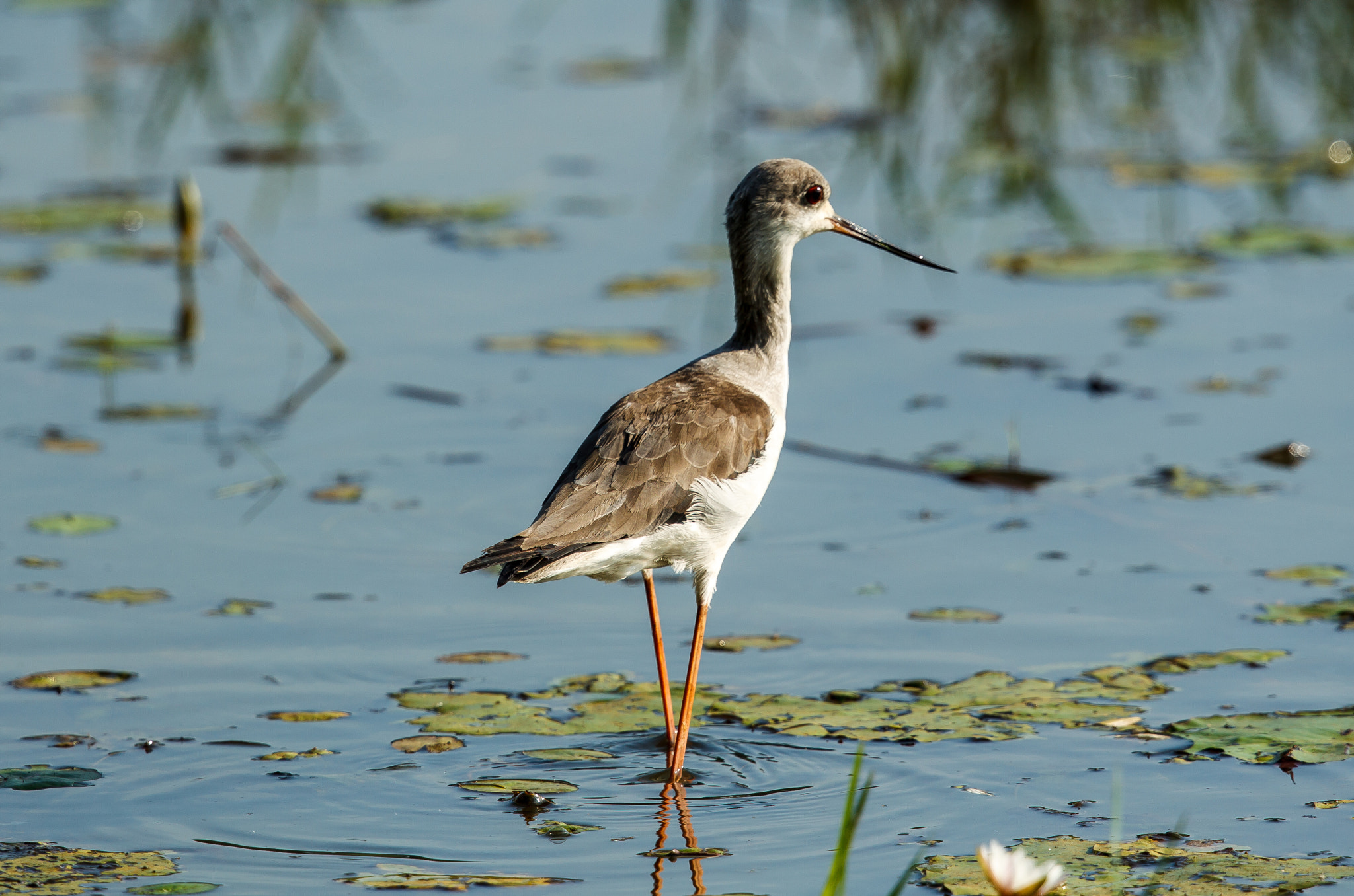 Canon EF 500mm F4L IS II USM sample photo. Black-winged stilt juvenile photography