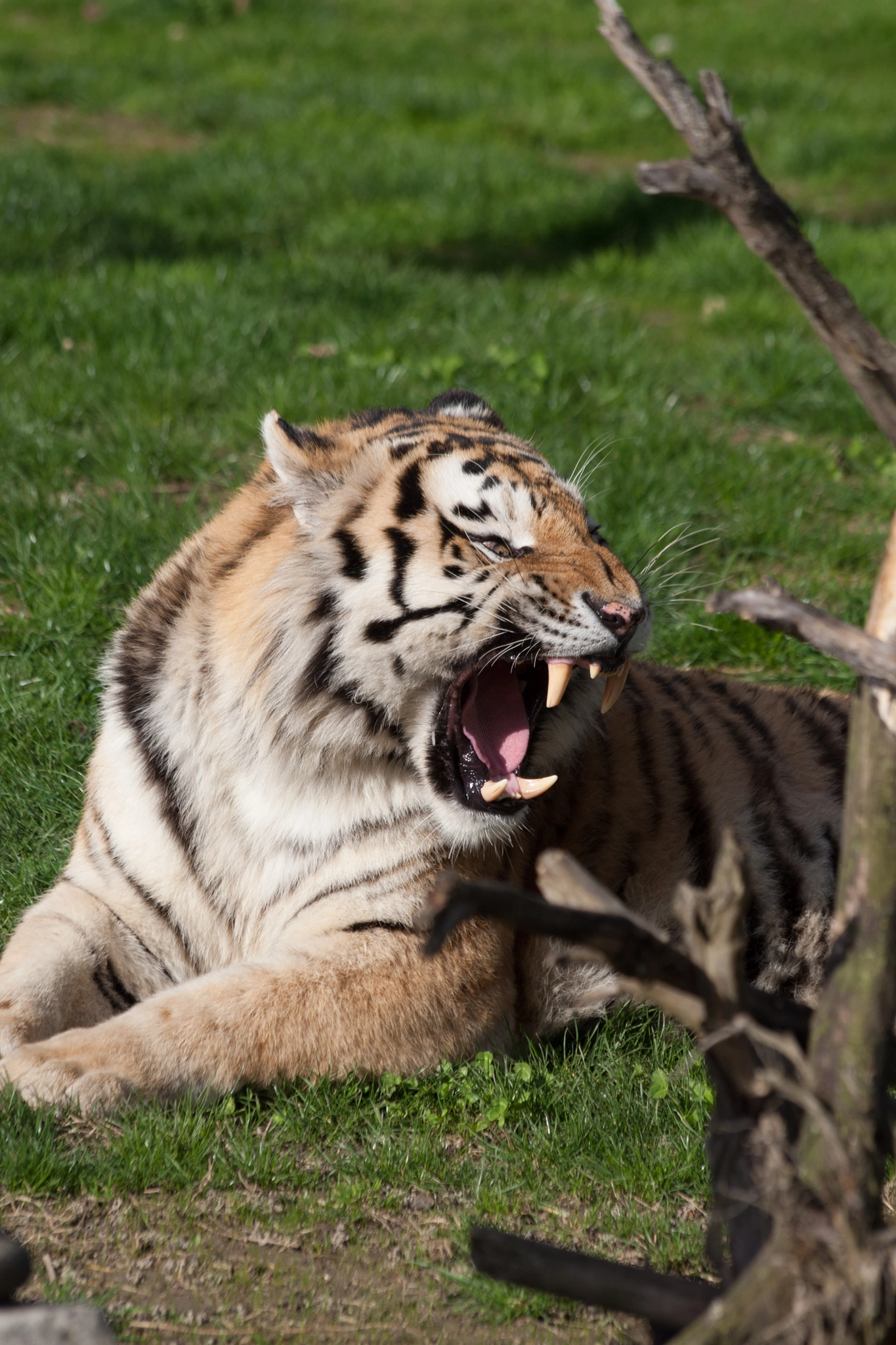 Canon EOS-1D Mark III sample photo. Rooooarrr photography