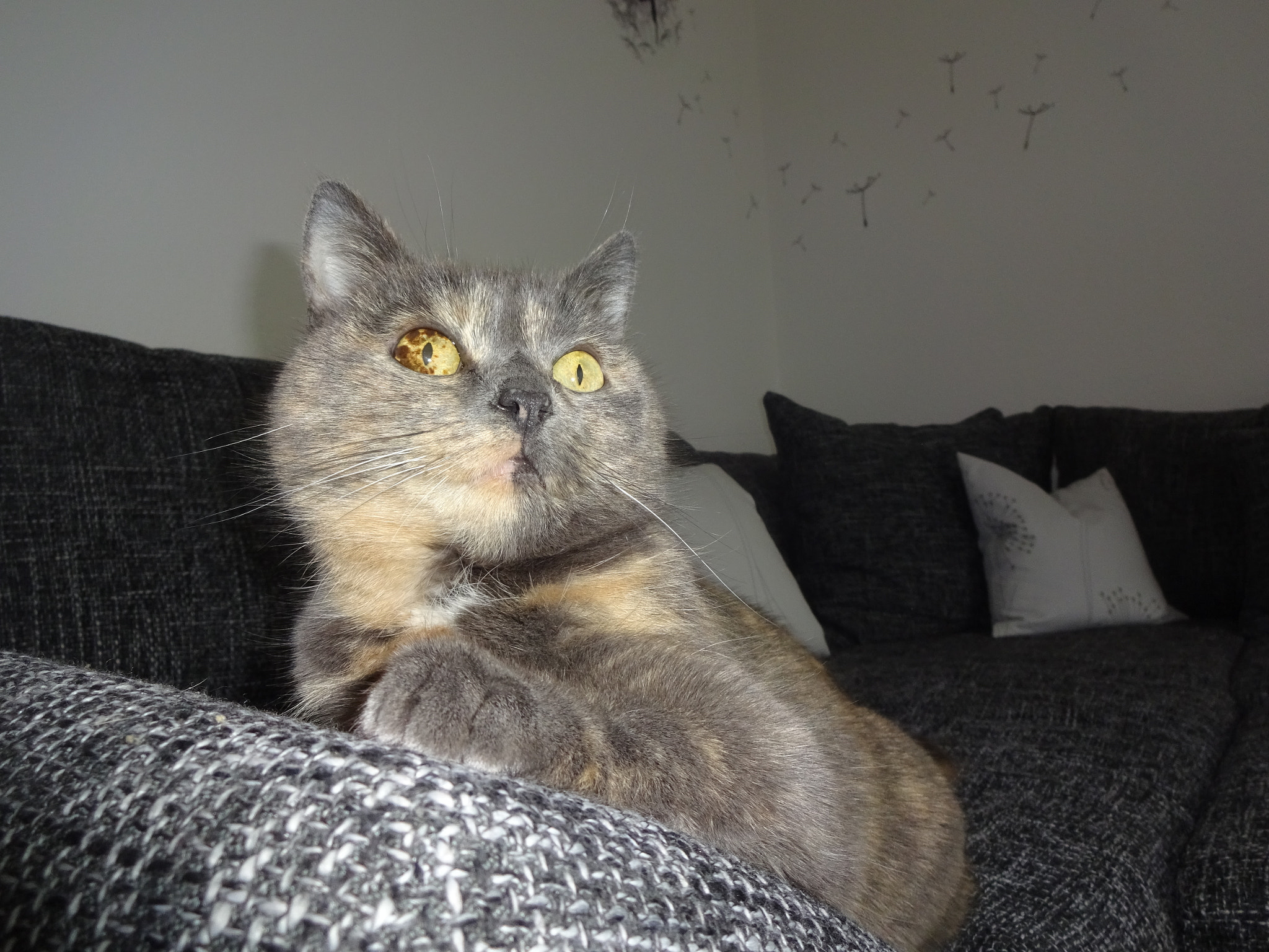 Sony Cyber-shot DSC-WX220 sample photo. "floh" photography