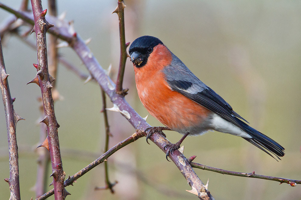 Canon EOS 7D + Canon EF 500mm F4L IS USM sample photo. Bullfinch photography