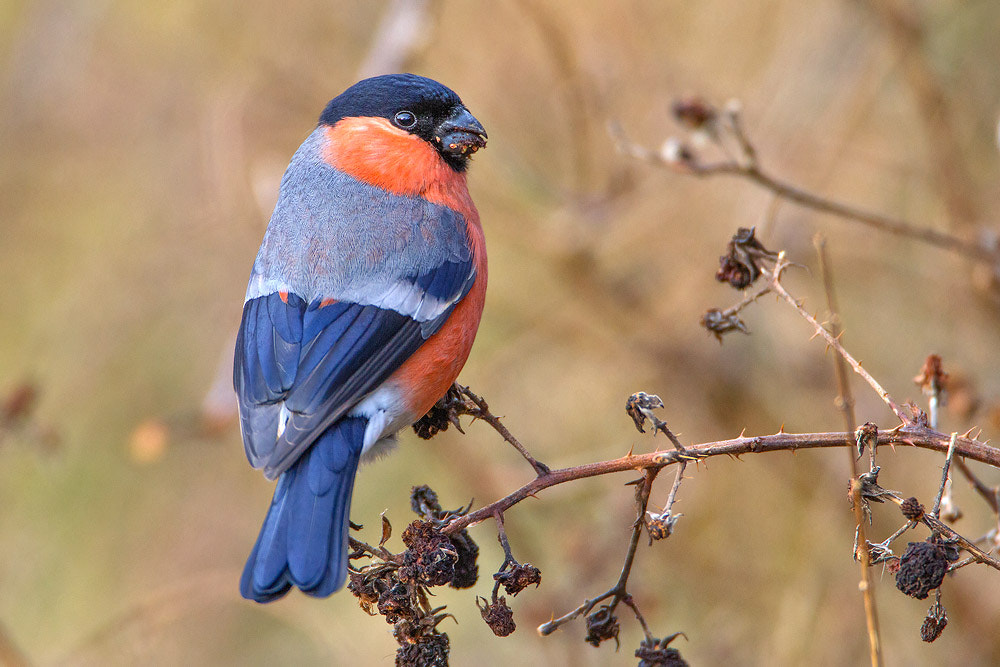 Canon EOS 7D + Canon EF 500mm F4L IS USM sample photo. Bullfinch photography