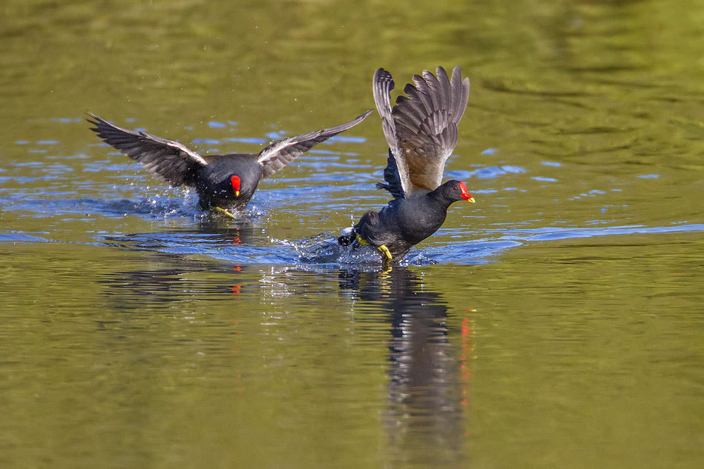 Canon EF 500mm F4L IS USM sample photo. Moorhen photography