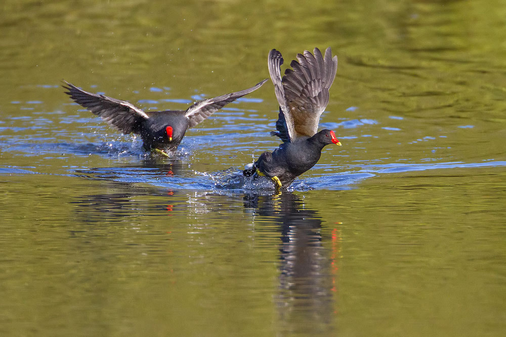 Canon EOS 7D sample photo. Moorhen photography