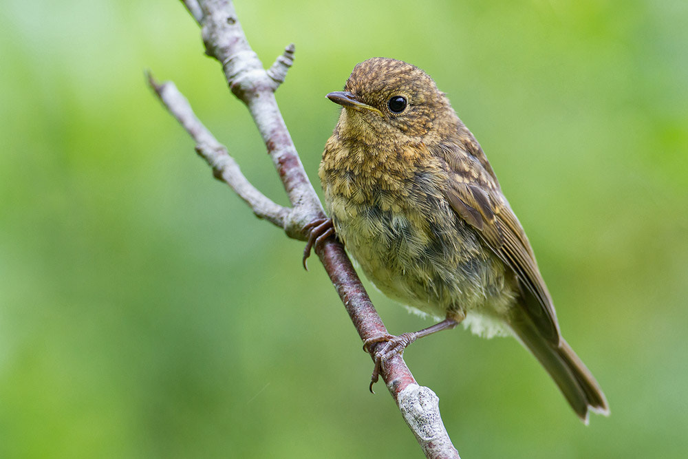 Canon EOS 7D + Canon EF 500mm F4L IS USM sample photo. Robin photography