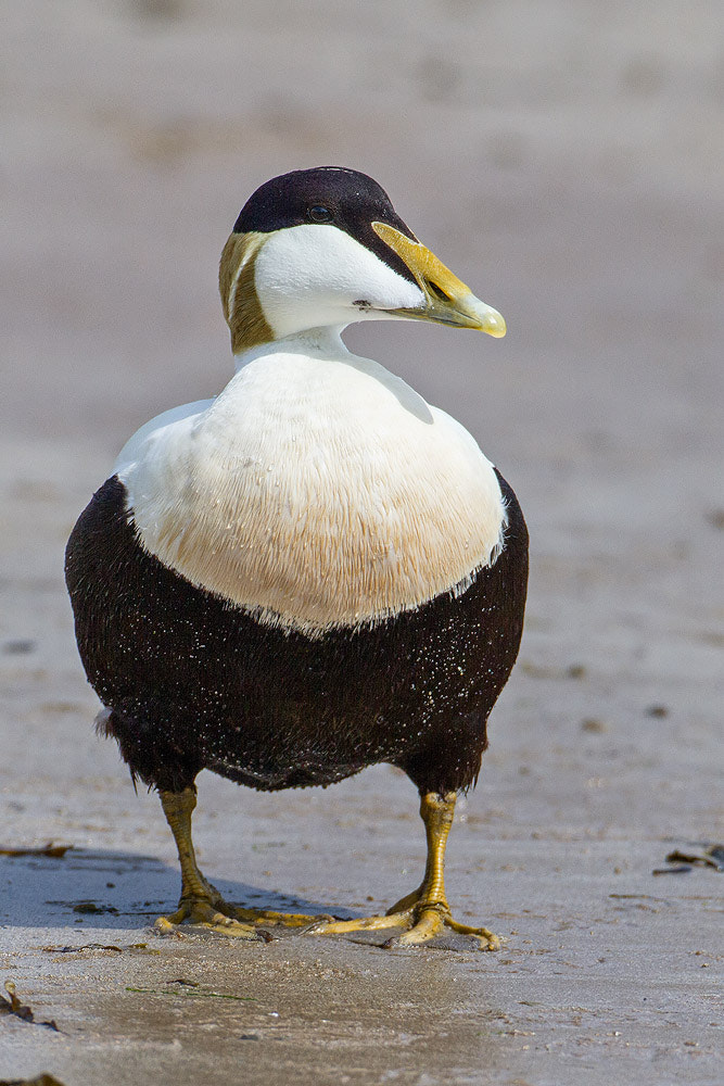 Canon EOS 7D + Canon EF 500mm F4L IS USM sample photo. Eider duck photography