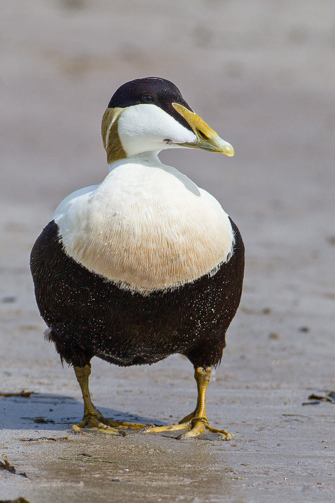 Canon EOS 7D sample photo. Eider duck photography