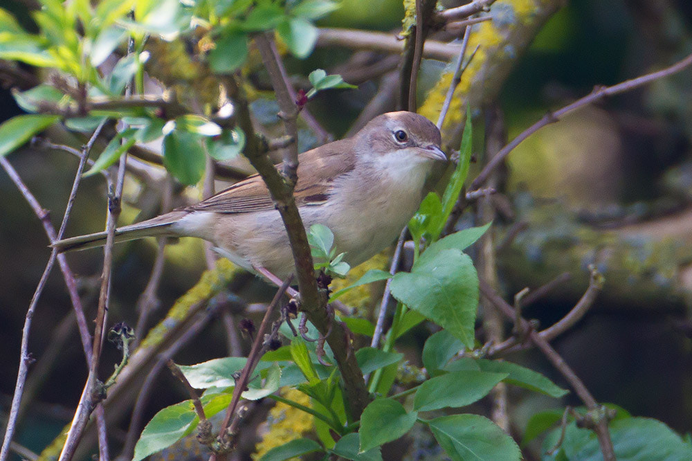 Canon EOS 7D + Canon EF 500mm F4L IS USM sample photo. Img photography