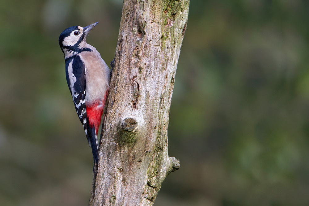 Canon EOS 7D + Canon EF 500mm F4L IS USM sample photo. Great spotted woodpecker photography