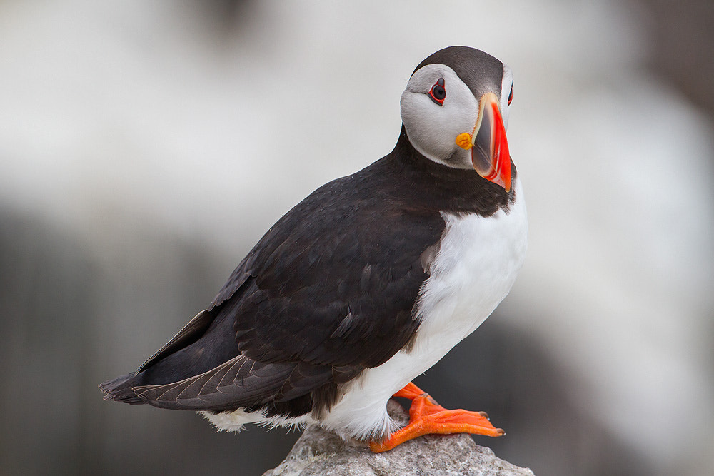 Canon EOS 7D + Canon EF 500mm F4L IS USM sample photo. Puffin photography
