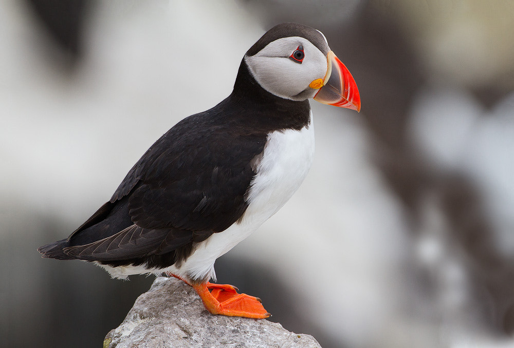 Canon EOS 7D sample photo. Puffin photography
