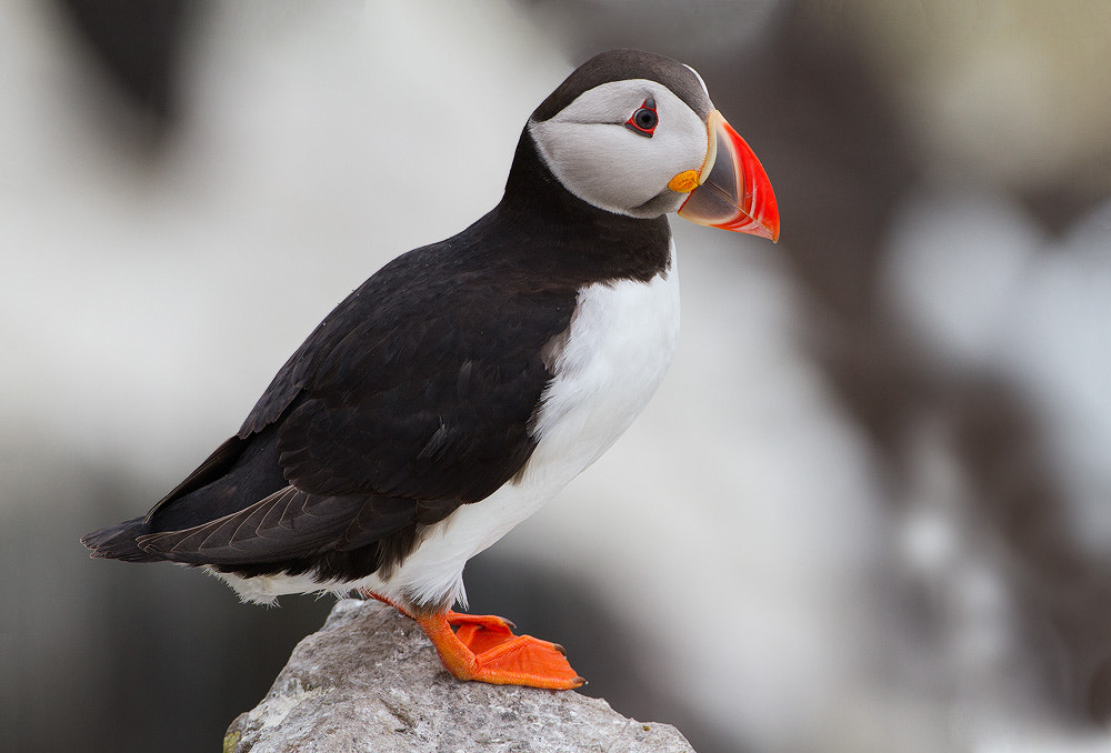 Canon EOS 7D + Canon EF 500mm F4L IS USM sample photo. Puffin photography