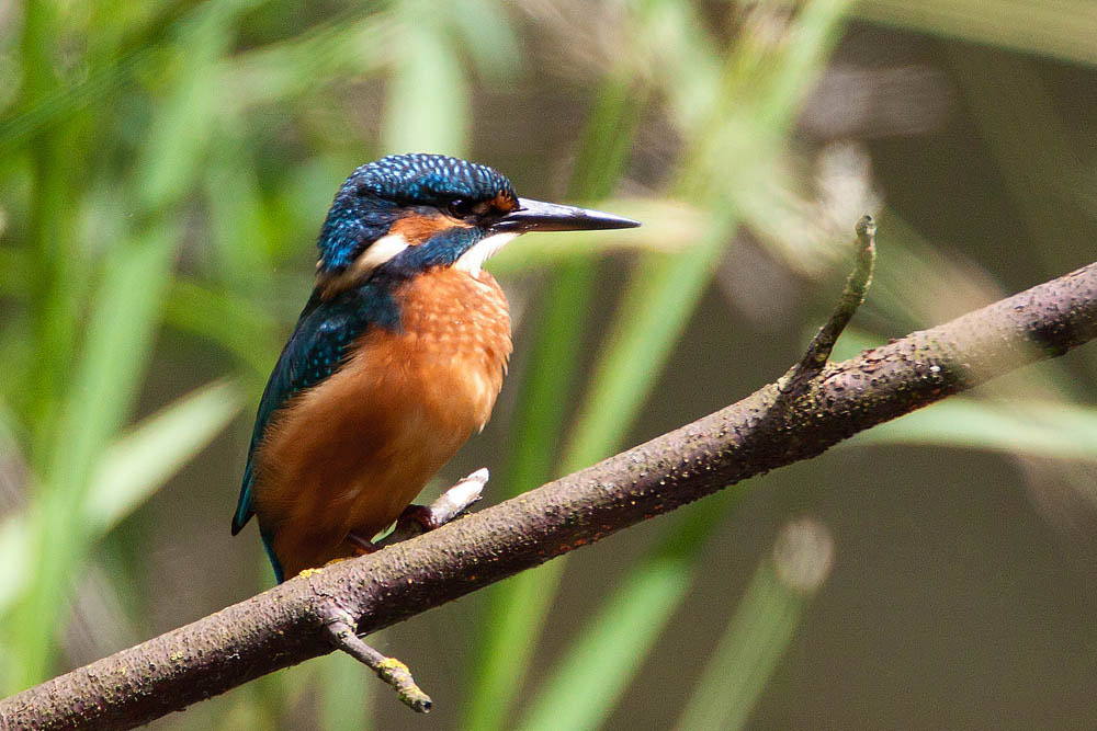 Canon EF 500mm F4L IS USM sample photo. Kingfisher photography