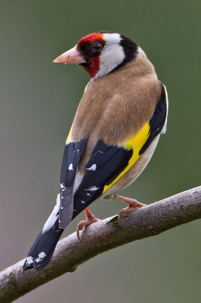 Canon EF 500mm F4L IS USM sample photo. Goldfinch photography