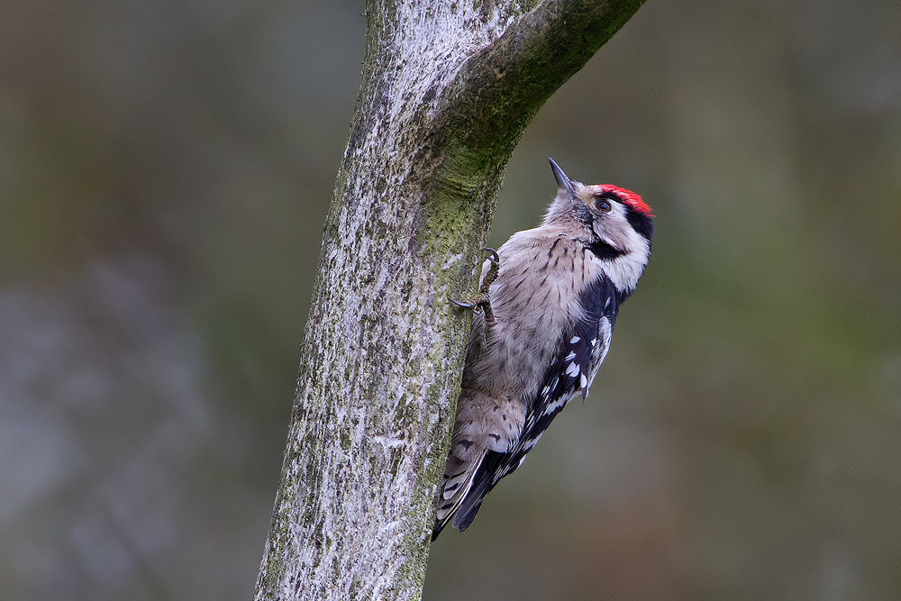 Canon EF 500mm F4L IS USM sample photo. Lesser spotted woodpecker photography