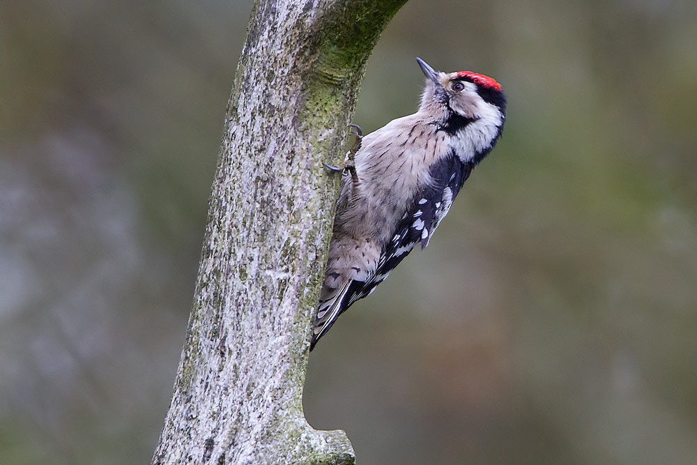 Canon EOS 7D sample photo. Lesser spotted woodpecker photography