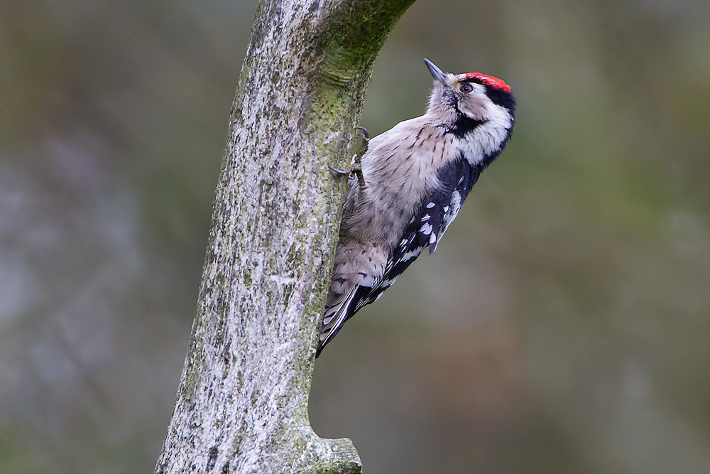 Canon EF 500mm F4L IS USM sample photo. Lesser spotted woodpecker photography