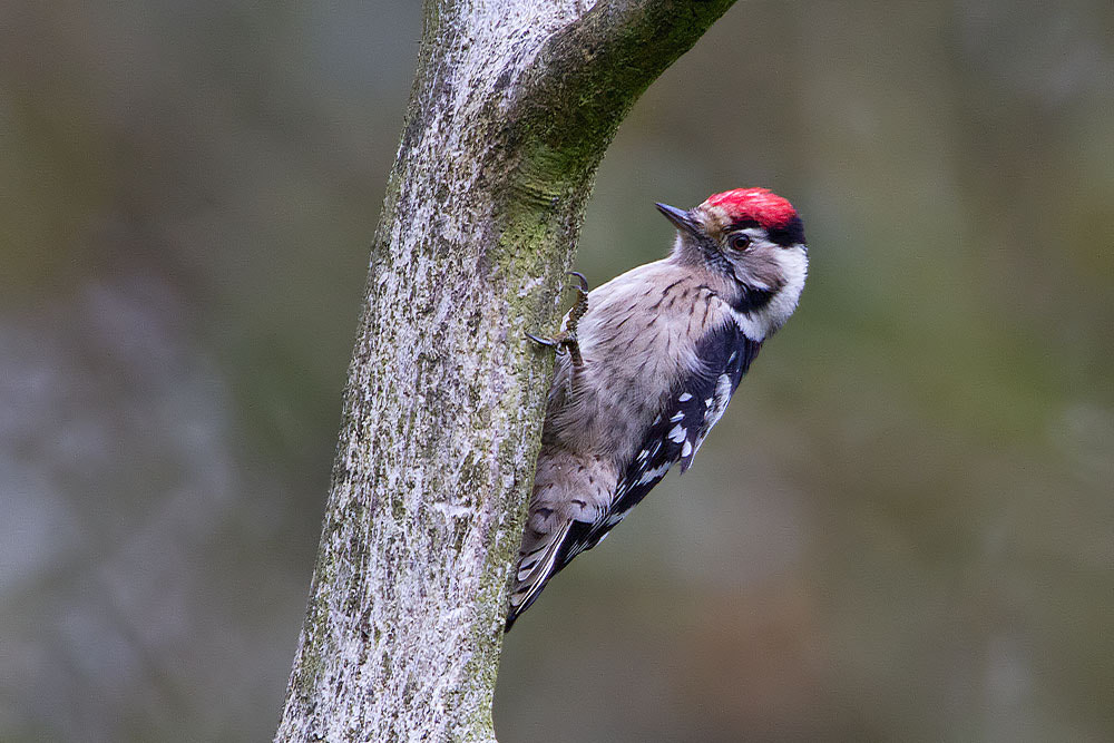 Canon EOS 7D + Canon EF 500mm F4L IS USM sample photo. Lesser spotted woodpecker photography