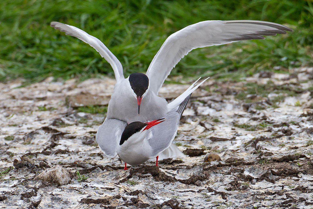 Canon EOS 7D + Canon EF 500mm F4L IS USM sample photo. Common tern photography