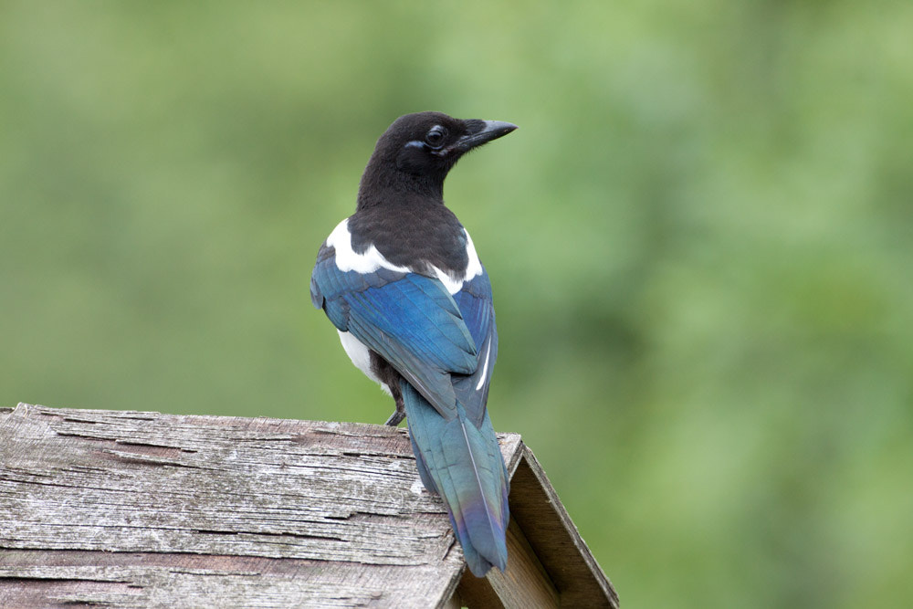 Canon EF 500mm F4L IS USM sample photo. Magpie photography