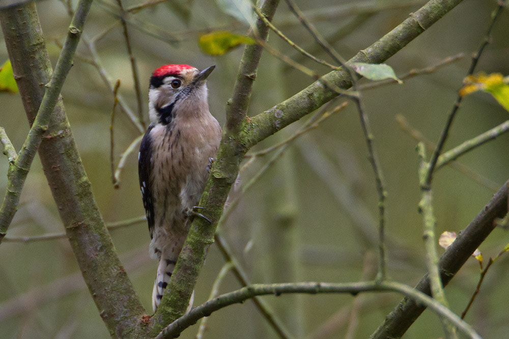 Canon EF 500mm F4L IS USM sample photo. Lesser spotted woodpecker photography
